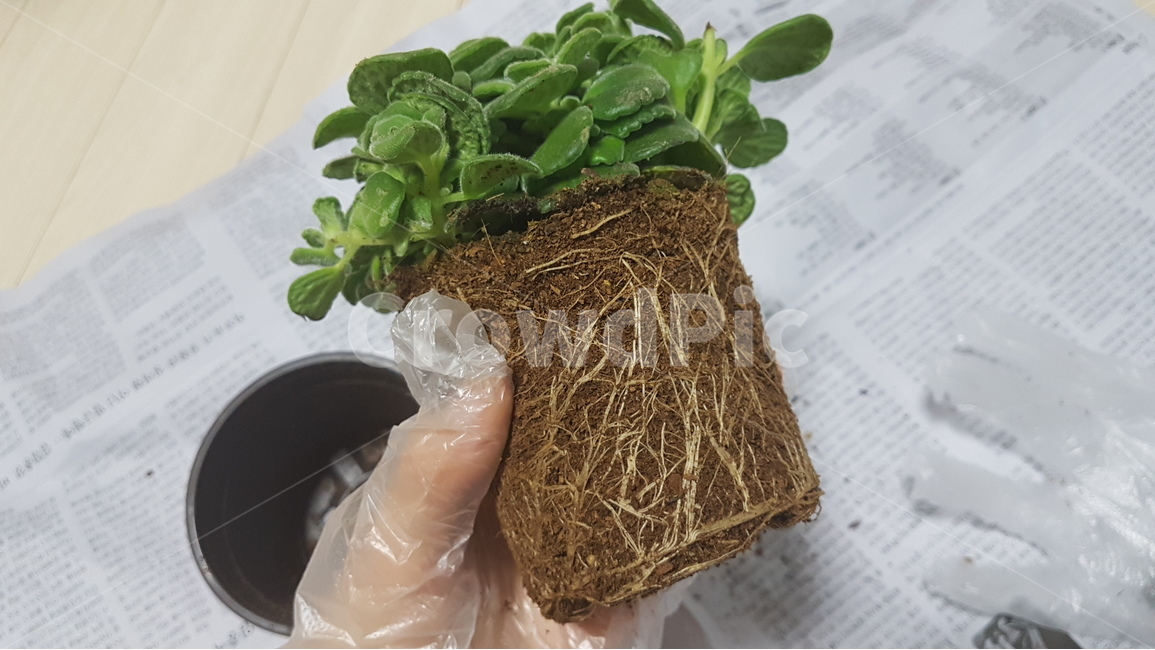 식물,화분,분갈이,허브,뿌리,장미허브,pot,repotting,herb,root,gardening,가드닝,실내용화초,화분,화초,house plant