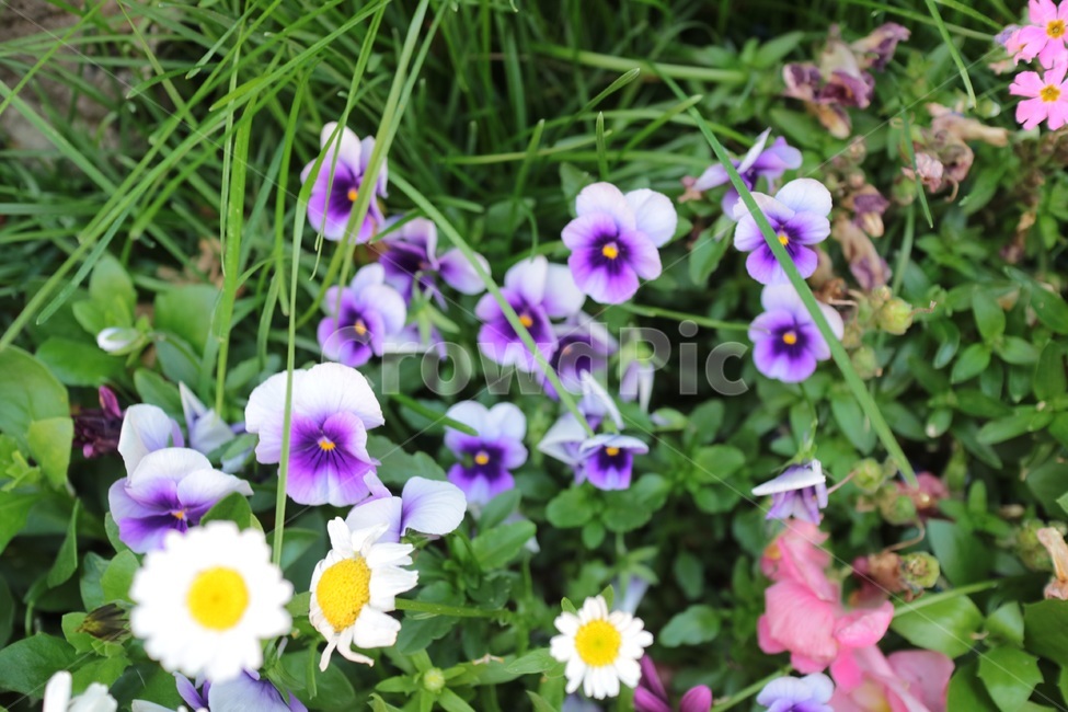 식물,plant,꽃,flower,purple