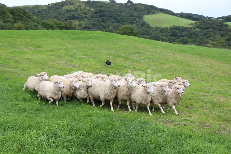 animal,동물,mammal,sheep,양,포유류,양떼,산,양치기,양치기개,양몰이,들판,귀여운,초원,귀여움,귀여운동물,도망가는양,sheepdog,양들,동물,animal,포유류,mammal,목축업,목장,livestock farming,ranching,pasture