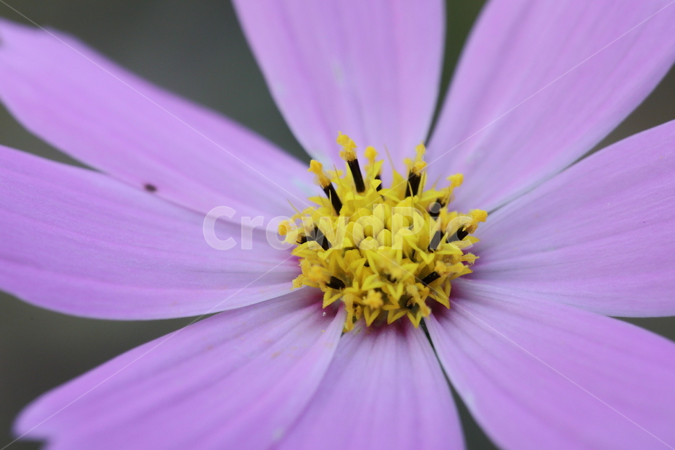 꽃,코스모스,cosmos,식물,pollen,plant,식물,자연,plants,nature,꽃,flower