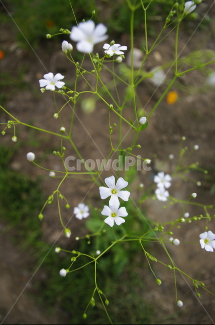 안개꽃,잎,꽃,flower,식물,plant,자연,nature,식물,자연,plants,nature,꽃,flower