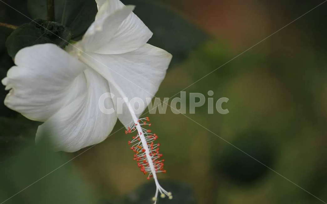 plant,식물,pollen,화분,꽃