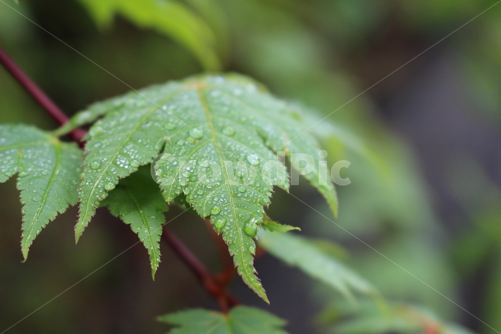 plant,식물,leaf,잎,tree,나무,단풍나무,maple,초록,이슬