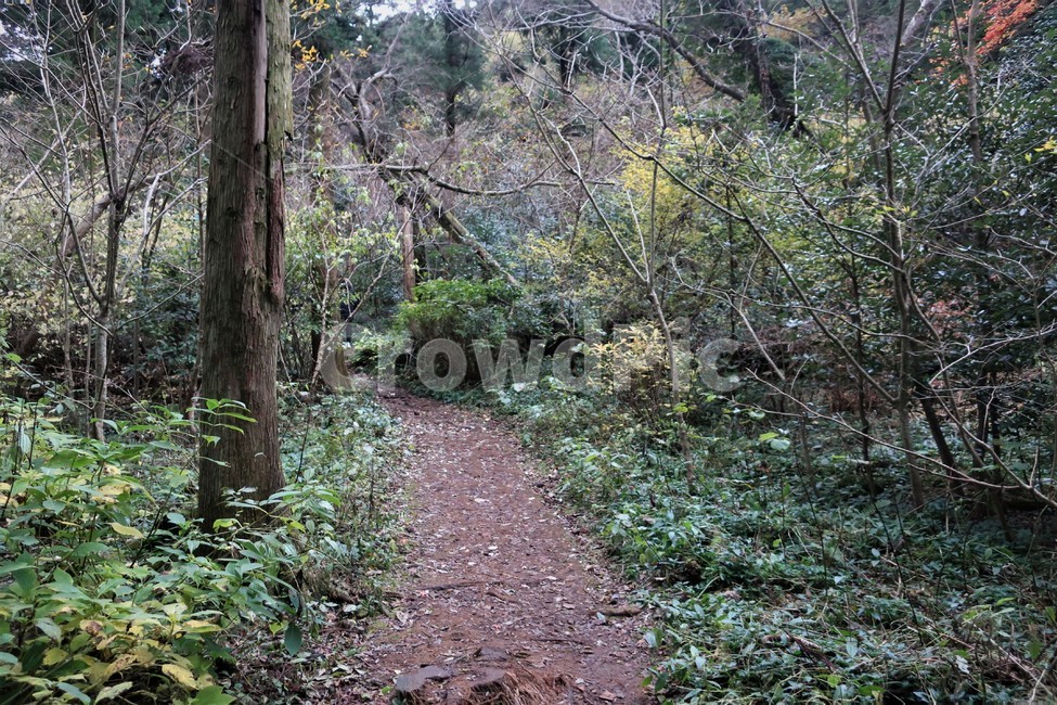 제주,삼나무,삼나무숲,숲속,나무,자연,숲길,휴양림,산림,산책