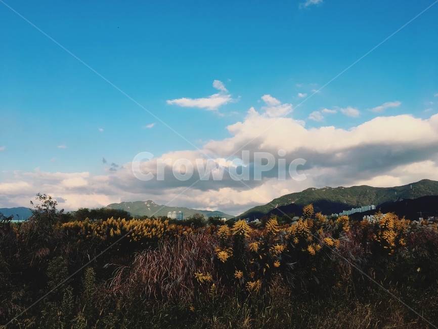 갈대,가을,산,구름,풍경,자연,풍경,nature,landscape,outdoors,옥외