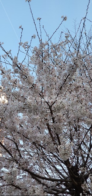 꽃,벚꽃,식물,blossom,cherryblossom