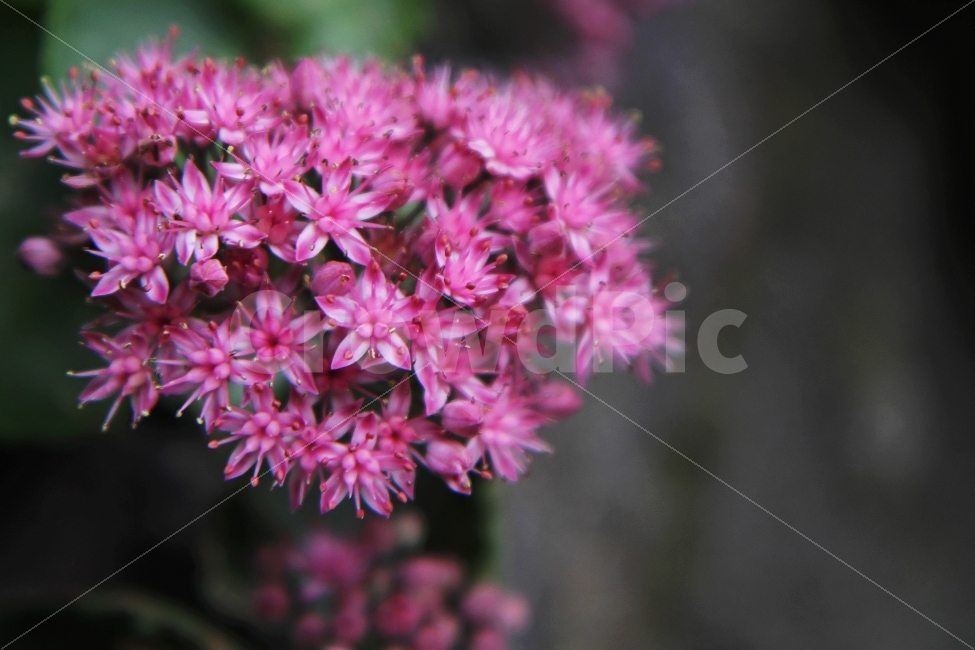 둥근잎꿩의비름,꽃,가을꽃,식물,자연,야생화,식물,자연,plants,nature,꽃,flower