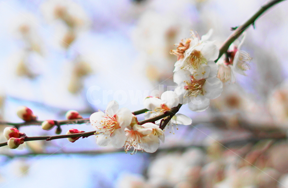 봄,광양매화축제,매화꽃,꽃,봄꽃,봄바람,꽃접사