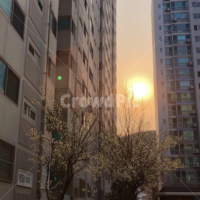 태양,노을,해질녘,저녁,아파트,건물,나무