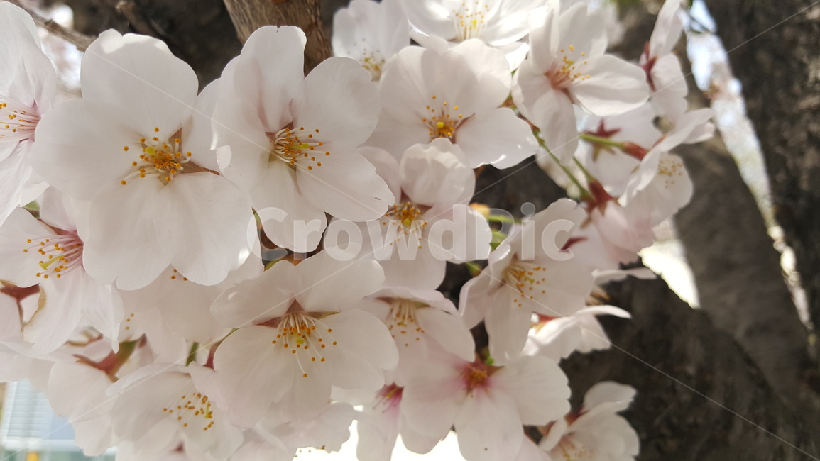 봄,꽃,벚꽃,화사함,따뜻,산뜻,향기로운,밝은,풍족함,봄,계절,spring,season,식물,자연,plants,nature,꽃,flower,plant,blossom