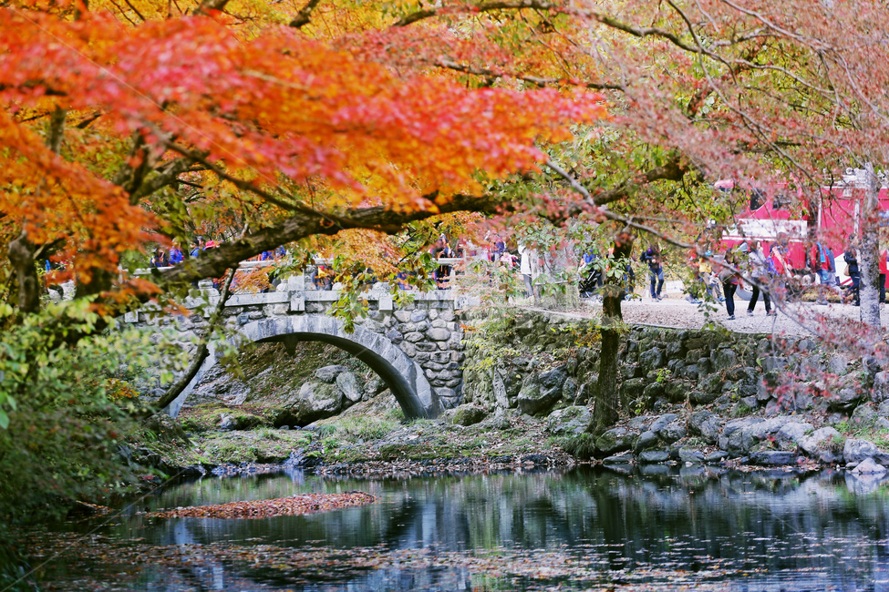 가을,자연,낙엽,풍경,단풍,가을,계절,fall,autumn,season,사람들,대중,군중,other people,crowd,plant,식물,tree,나무
