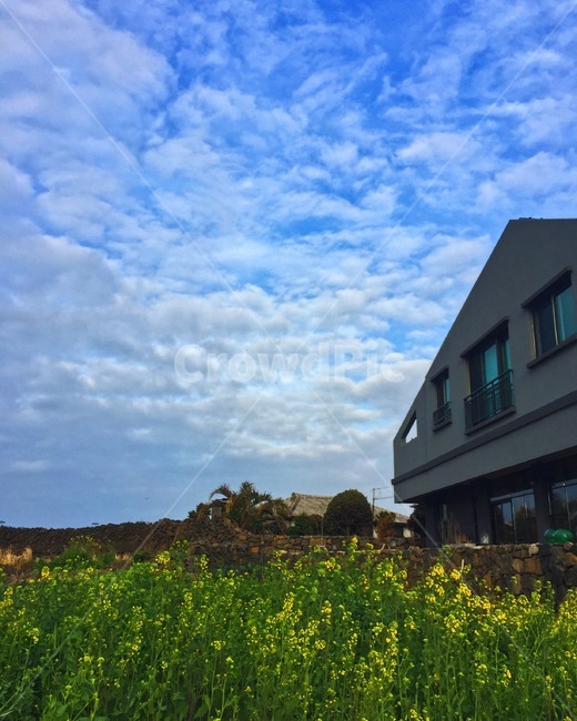 유채꽃,제주도,풍경,자연,하늘