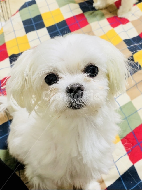 말티즈,흰강아지,애견,동물,개,동물,animal,포유류,mammal,개,강아지,dog,doggy