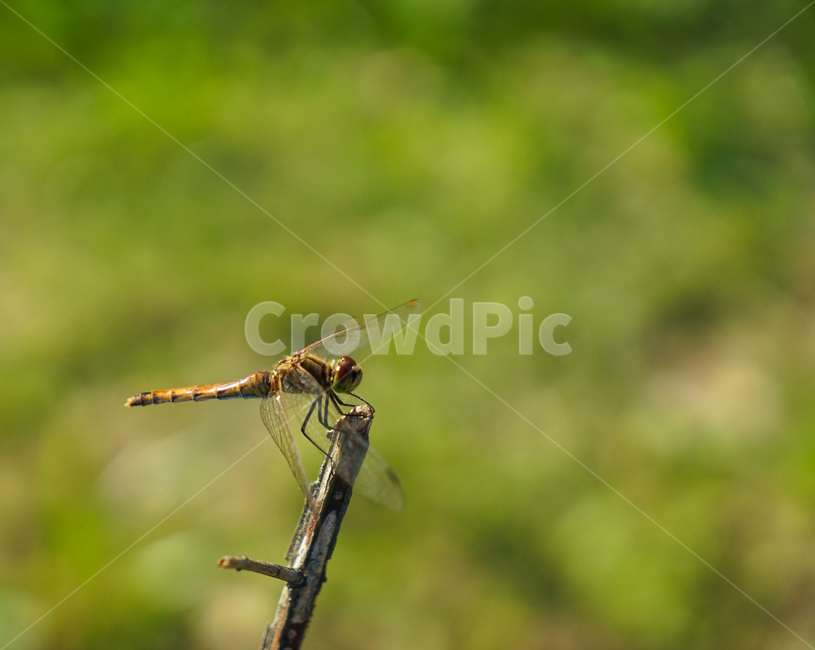 잠자리,고추잠자리,가을,곤충,겹눈,자연,동물,animal,곤충,벌레,insect,bug