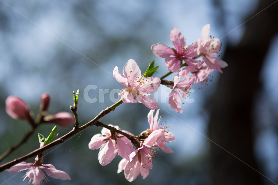 꽃,야생화,식물,봄,분홍,핑크,초록,잎,잎사귀,자연,flower,pink,green,숲,나무