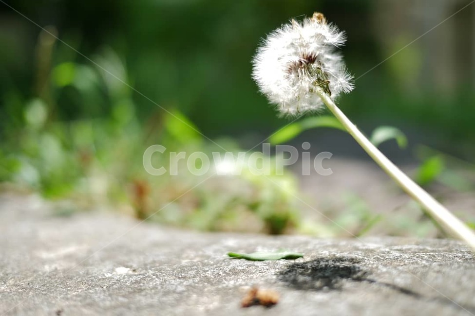 민들레,접사,꽃,분위기,감성