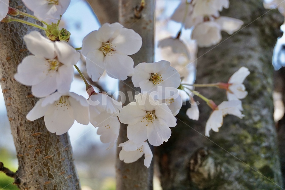 벚꽃,꽃,flower,blossom,cherryblossom,식물,공원,나무,봄,정원,하늘,바람,sky,spring,벚꽃나무,wind,park,plant,tree