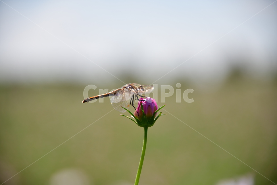 코스모스,가을,자연,꽃,꽃잎,식물,plant,plower,동물,animal,곤충,벌레,insect,bug