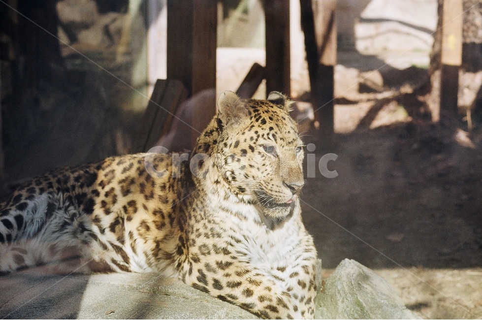 표범,동물원,동물,육식동물,어린이대공원,animal,zoo,동물,animal,포유류,mammal