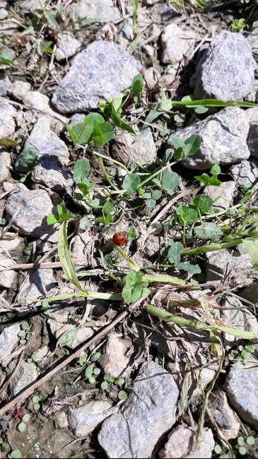 무당벌레,ladybug,자갈,자연,nature,바닥