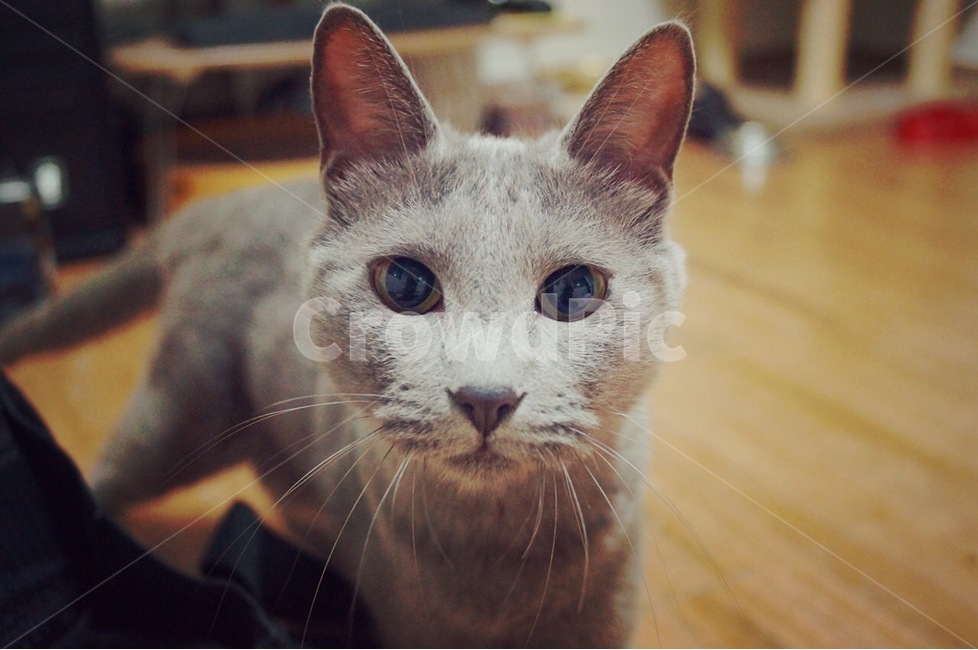 고양이,cat,동물,러시안블루,냥이,동물,animal,포유류,mammal,고양이,cat,kitten,kitty