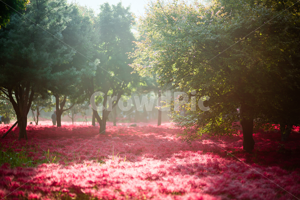 상사화,꽃무릇,일출,아침햇살,빛내림,불갑사,자연,풍경,nature,landscape,tree,나무,plant,식물