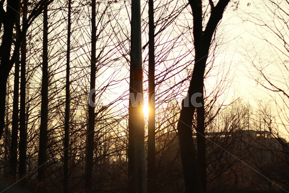 햇빛,flare,플레어,light,빛,sunlight,나무