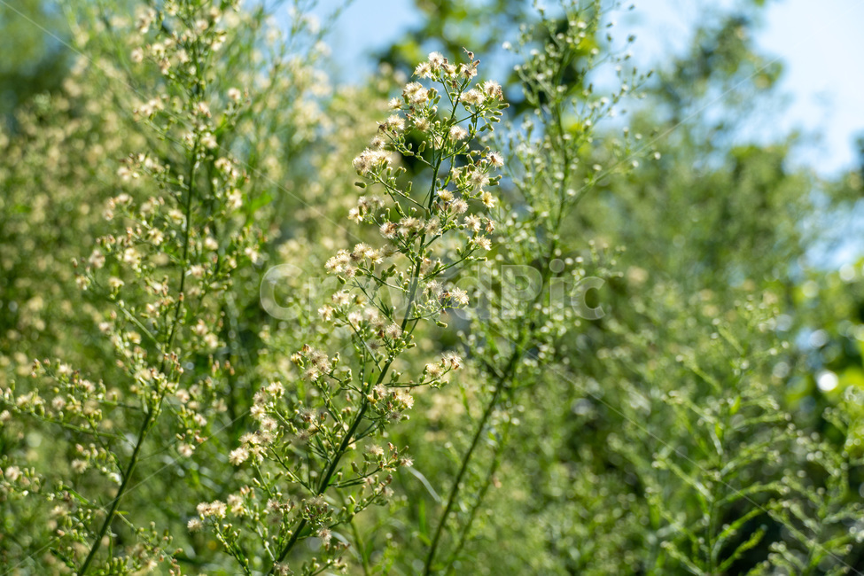 plant,식물,자연,힐링,꽃,들꽃