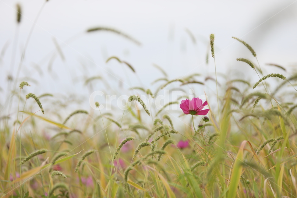 코스모스,가을풍경,가을꽃,꽃,아름다움,가을,계절,fall,autumn,season,식물,자연,plants,nature,꽃,flower,plant,grass,잔디