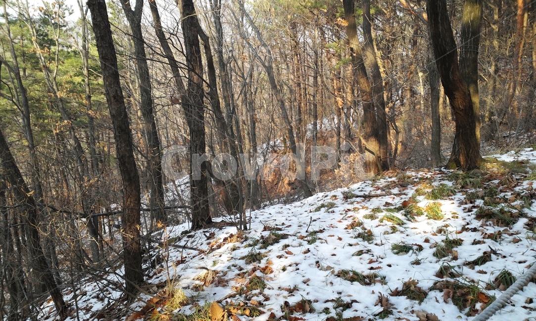 자연,산길,오솔길,나무,산속,겨울,계절,winter,season,자연,풍경,nature,landscape,tree,plant,식물,tree trunk,나무 줄기