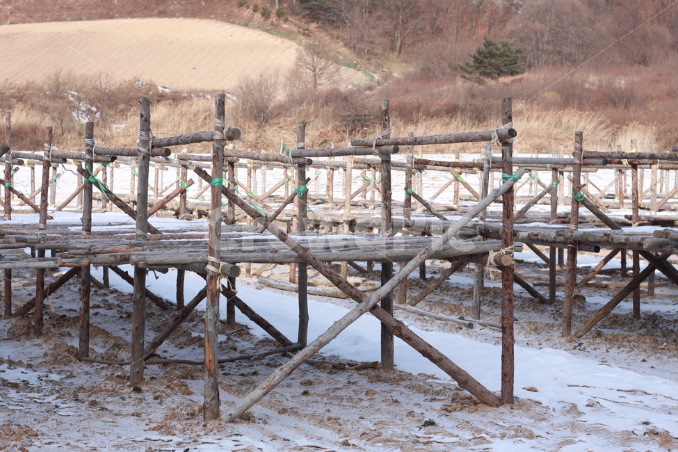 황태덕장,나무틀,겨울,눈,쓸쓸한