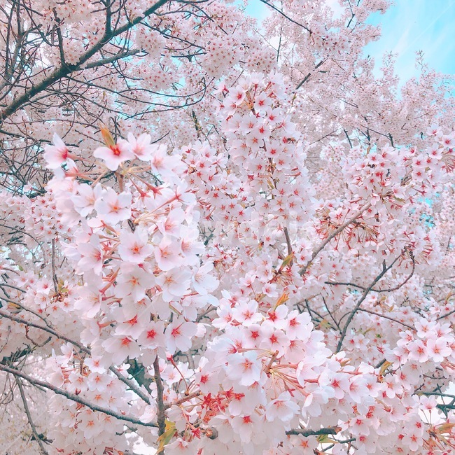 꽃,벚꽃,분홍색꽃,풍경,예쁜꽃