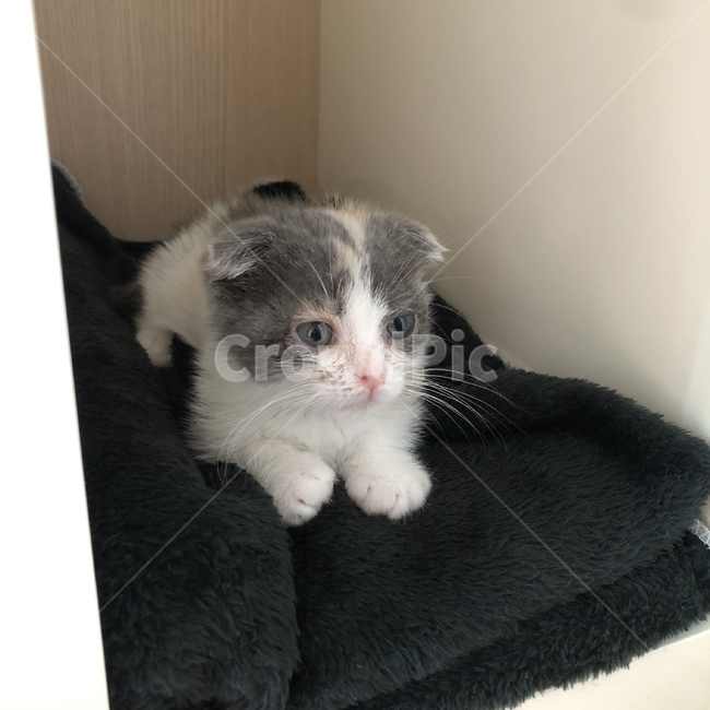 cat,먼치킨,먼치킨폴트,먼치킨킬트,고양이,새끼고양이,pet