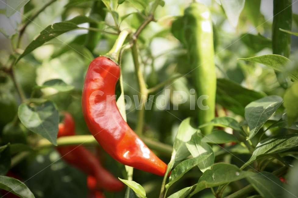 고추,농사,김장,음식,pepper,vegetable,food,plant,야채,식물,재배,agriculture,수확,가을,날것,채식주의,채식,매운,spicy,harvest,신선함,비타민,vitamin,다이어트,diet,채소,야채,vegetables,농업,농사,agriculture,farming,farming industry