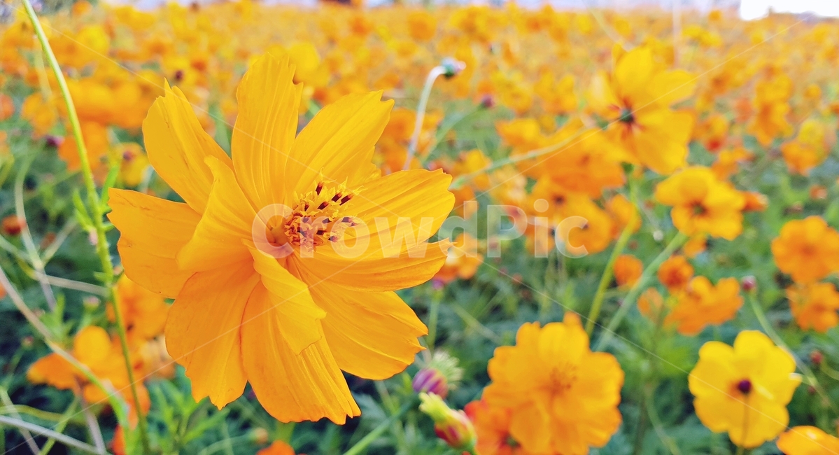꽃,가을,식물,flower,노랑꽃,yellow,접사,식물,자연,plants,nature,꽃,flower