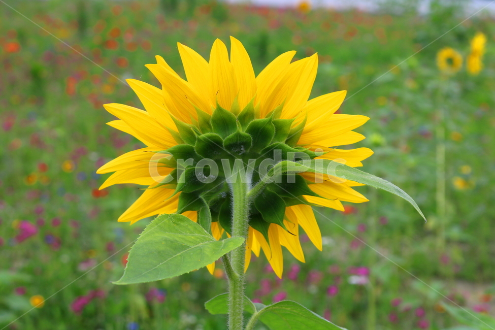 꽃,해바라기,해바라기꽃,식물,속씨식물,여름,식물,자연,plants,nature,꽃,flower