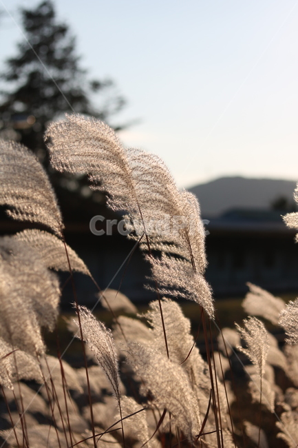 가을,억새,갈대,가을느낌,가을분위기,억새풀,풀,nature,가을,계절,fall,autumn,season,grass,잔디,plant,식물,lawn,reed