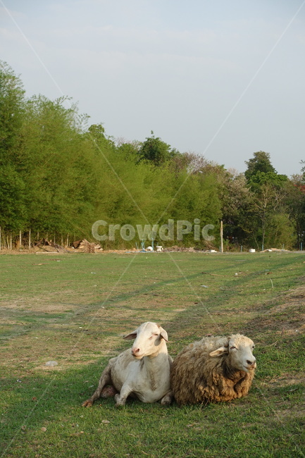 양떼,양떼목장,양치기,shepherding,shepherd,greenery,들판,greenfield,green,초록색,초록,그리너리,field,들,outdoors,옥외,grassland,nature,자연,pasture,목장,meadow,목초지,grazing,방목,farm,countryside,농촌,ranch,농장,animal,동물,양,sheep,포유류,mammal,eatingsheeps,eating,eat,앉은양,앉아있는양,동물,animal,포유류,mammal,목축업,목장,livestock farming,ranching,pasture