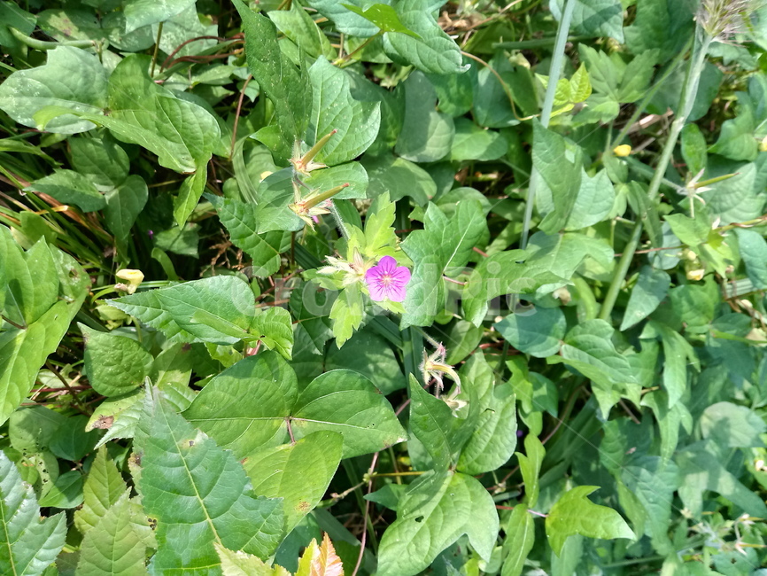 야생화,wildflower,들꽃,들풀,나뭇잎,leaf,식물,자연,plants,nature,꽃,flower