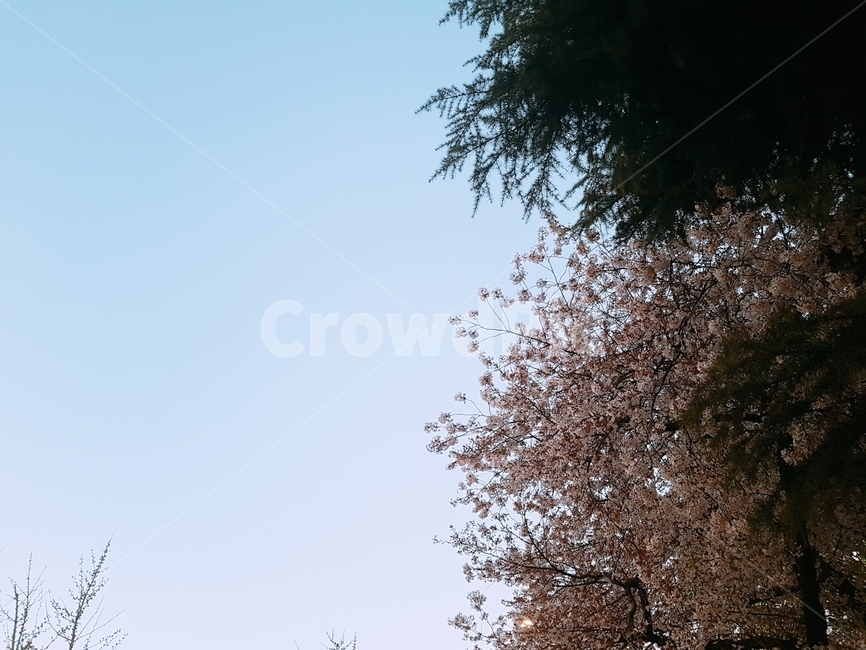 봄,벚꽃,하늘,spring,cherryblossoms