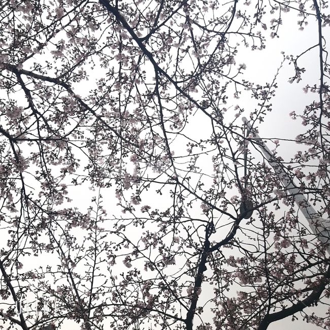 봄,벚꽃,하늘,벚꽃나무,spring,plant,식물,봄,계절,spring,season,나무,trees,wood