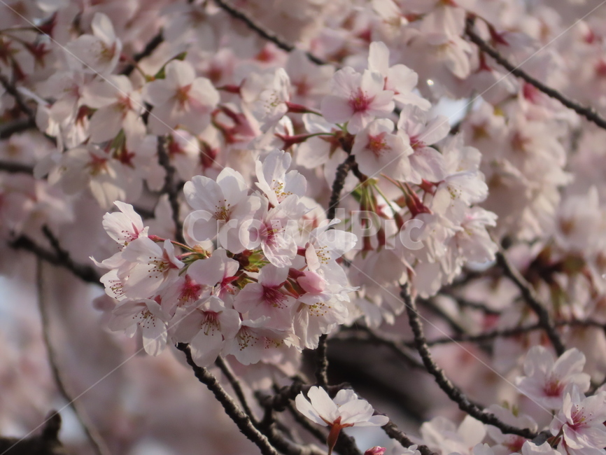 cherrytree,plants,beauty,pink,scenery,blossoms,벚꽃,나무,식물,아름다움,분홍,꽃송이