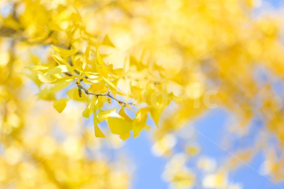 은행나무,단풍,가을,노랑색,나무,자연,가을,계절,fall,autumn,season,식물,자연,plants,nature,감성,sensible,feeling,휴식,힐링,rest,relaxation,healing,leaf,잎,plant