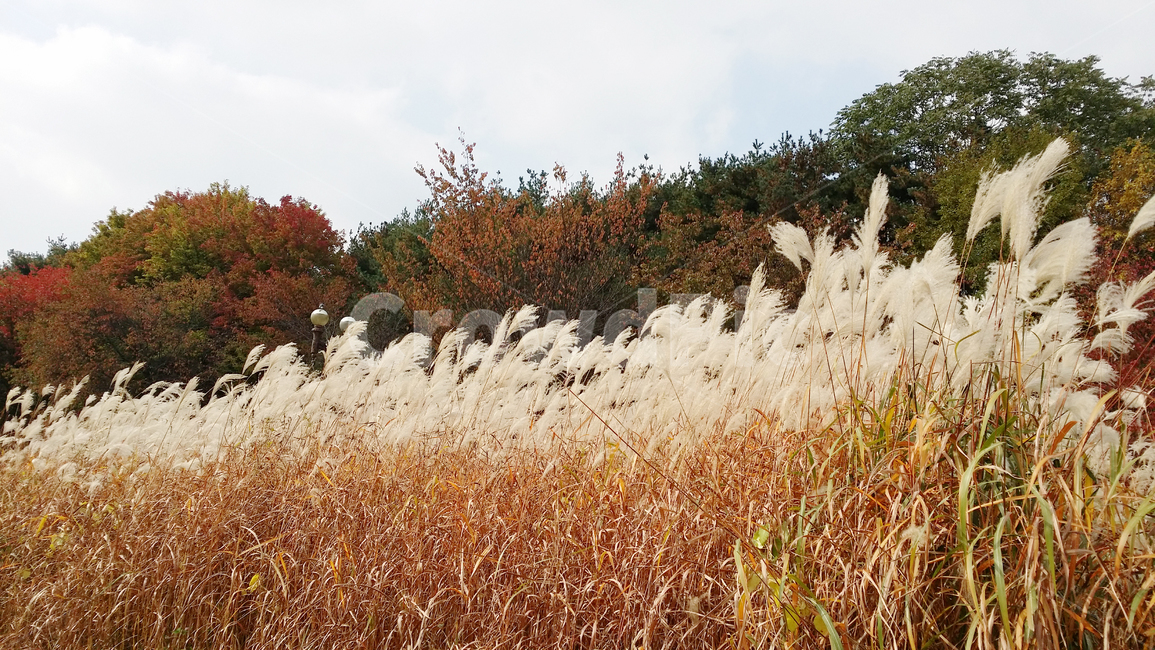 갈대,가을,바람,자연,경치,plant,식물,reed,가을,계절,fall,autumn,season,식물,자연,plants,nature,grass,잔디,lawn