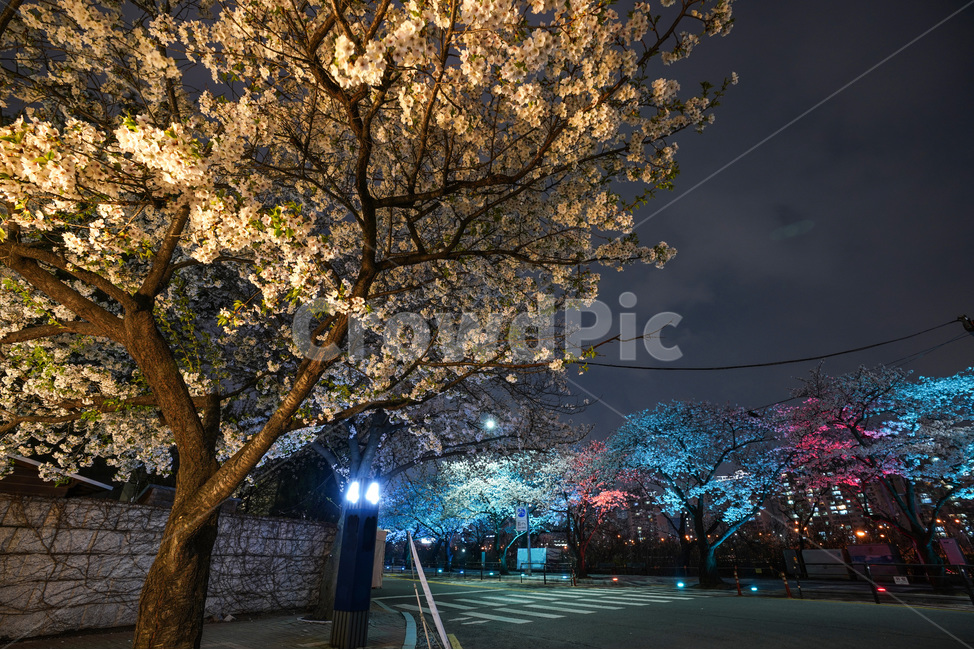 여의도,윤중로,벚꽃축제,벚꽃길,벚꽃,CherryBlossom,야경,야화,nightview,natural,landscape,식물,봄,배경,자연,서울벚꽃,서울명소,힐링,spring,하얀꽃,splendor,화사,flowers,나무,trees,wood,축제,봄,계절,spring,season,야경,밤,풍경,nightscape,night,landscape,도시,city,한국도시풍경,한국도시경관,korea cityscape,plant,tree,light,빛,flare,플레어