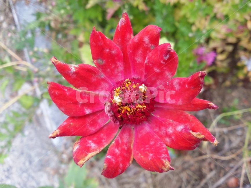 식물,plant,꽃,꽃잎,자연,flower,식물,자연,plants,nature,꽃,flower