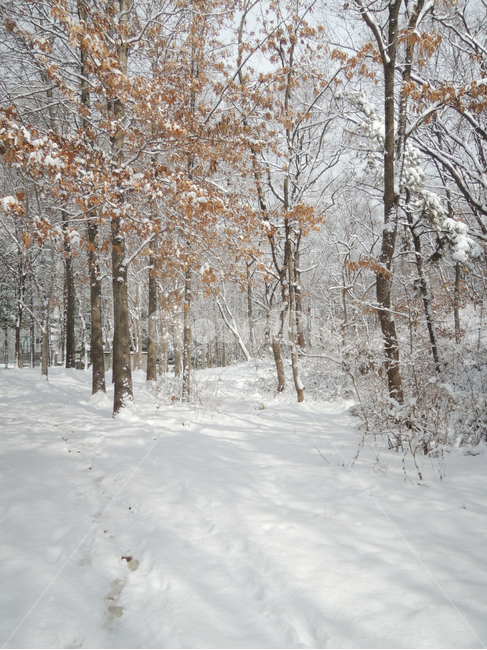 겨울,겨울숲,눈쌓인숲,함박눈,겨울나무,winter,winterforest,winterwoods,winterwoodland,snowcoveredforest,겨울,계절,winter,season