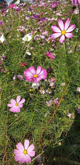 제라늄,geranium,flower,plant,식물,daisies,daisy,데이지,꽃,blossom,코스모스,자연,하얀색꽃,분홍색,힐링,휴식,식물,자연,plants,nature,꽃,flower