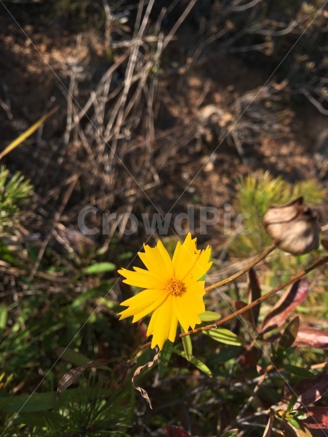 꽃,노란꽃,예쁜꽃,플라워,식물,식물,자연,plants,nature,꽃,flower