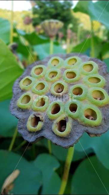 연밥,씨앗,여름,연못,식물,자연,초록,결실,꽃진자리,lotusseed,nature,plant,summer,수생식물,다년생,번식,생존,연꽃열매,연꽃씨앗,배경,배경이미지,배경화면,식물,자연,plants,nature